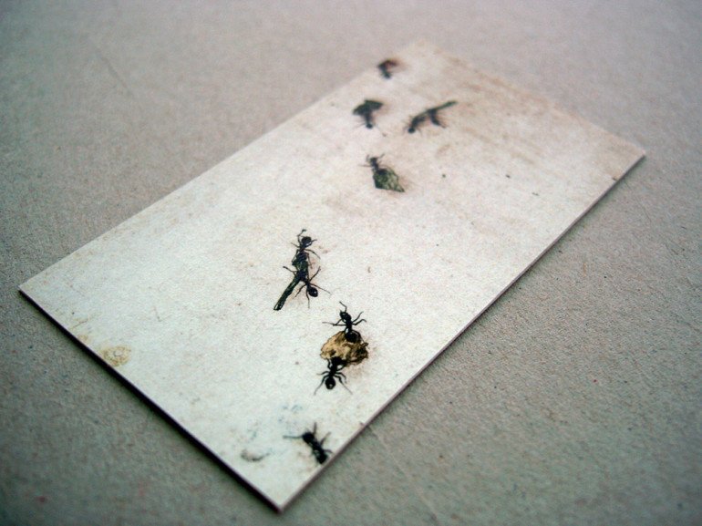 Creative Business Cards - Disinsectant - Ants 2