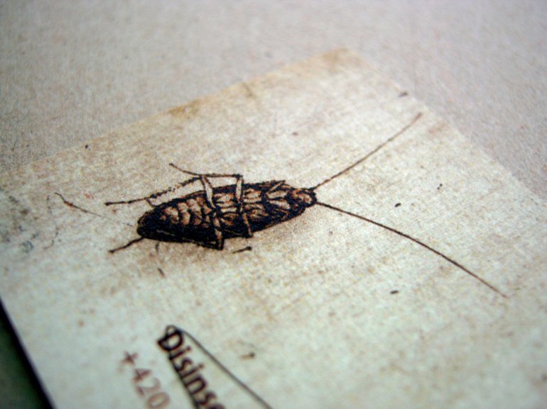 Creative Business Cards - Disinsectant - Cockroach 2