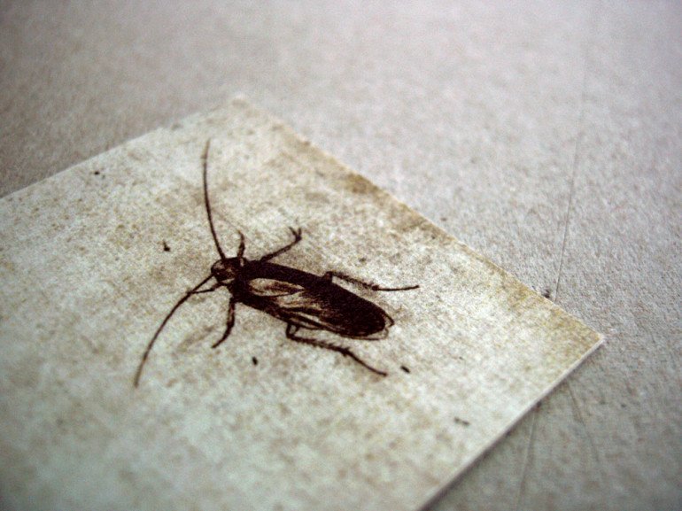 Creative Business Cards - Disinsectant - Cockroach